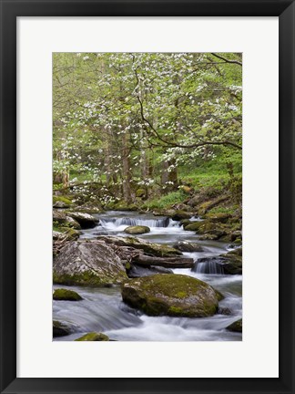 Framed Dogwood Trees Above The Middle Prong Of Little River Print