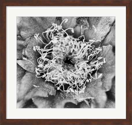 Framed Whipple&#39;s Fishhook Cactus (BW) Print