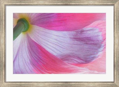 Framed Underside Of A Pink Poppy Flower Print