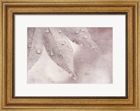 Framed Dew Drops On A Maple Leaf Print