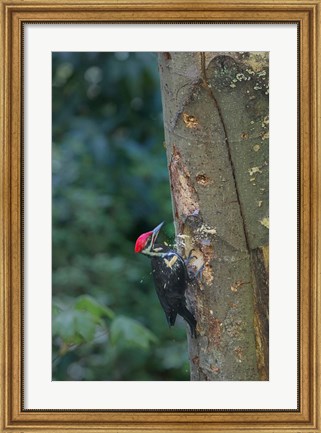 Framed Pileated Woodpecker Holing Out A Nest Print