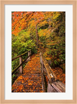 Framed Autumn Maple Leaves On A Bridge Print