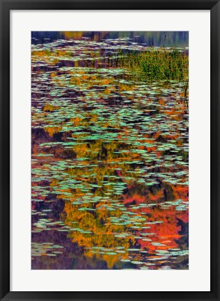 Framed Lily Pads And Autumn Reflections At Babcock State Park Print