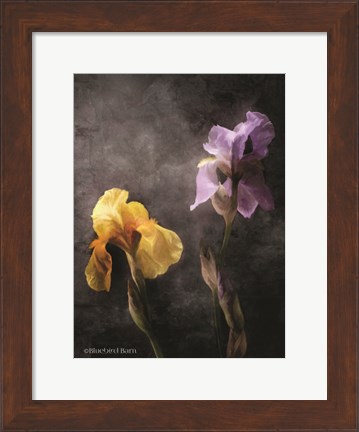 Framed Contemporize Floral Iris Print