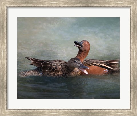 Framed Cinnamon Teal Pair Print