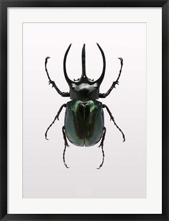 Framed Beetle 2 Print