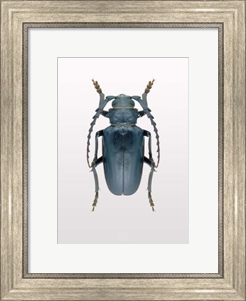 Framed Beetle 3 Print