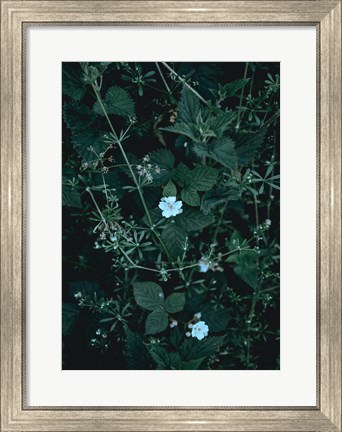 Framed Greenery Print