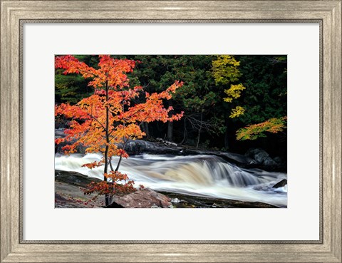 Framed Autumn, Lower Rosseau Falls Print