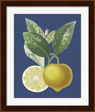 Framed French Lemon on Navy II Print