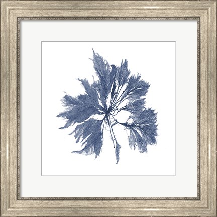 Framed Navy Seaweed I Print