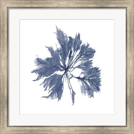 Framed Navy Seaweed I Print