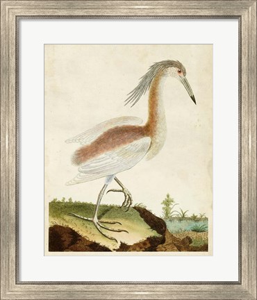 Framed Heron Portrait III Print