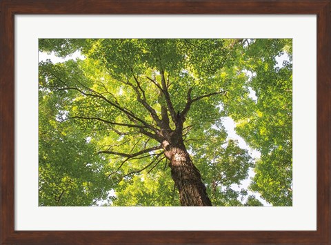 Framed Hardwood Forest Canopy V Print