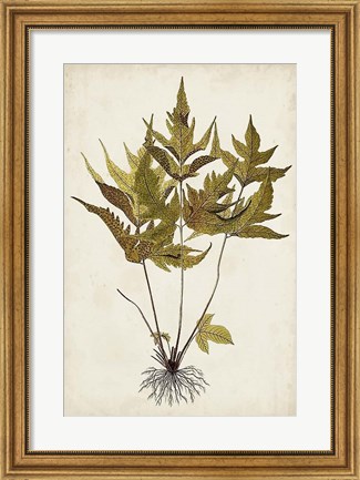 Framed Fern Botanical II Print
