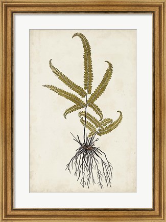 Framed Fern Botanical VI Print