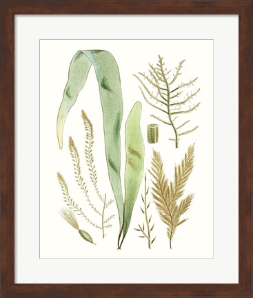 Framed Antique Seaweed Composition II Print