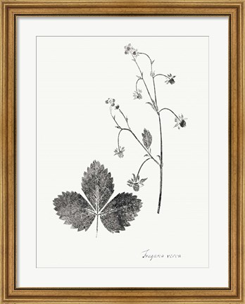 Framed Botanical Imprint IV Print