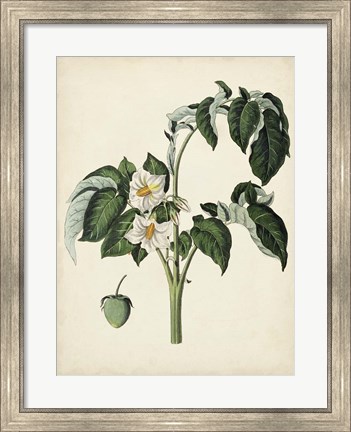 Framed Antique Foliage &amp; Fruit II Print