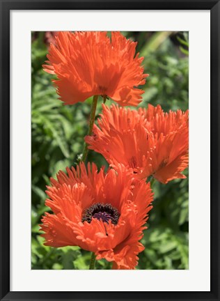 Framed Orange Oriental Poppies Print