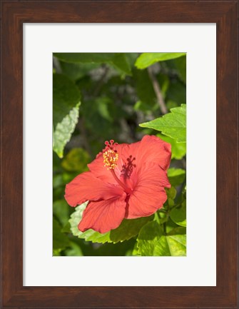 Framed Hibiscus, New Smyrna Beach, Florida Print