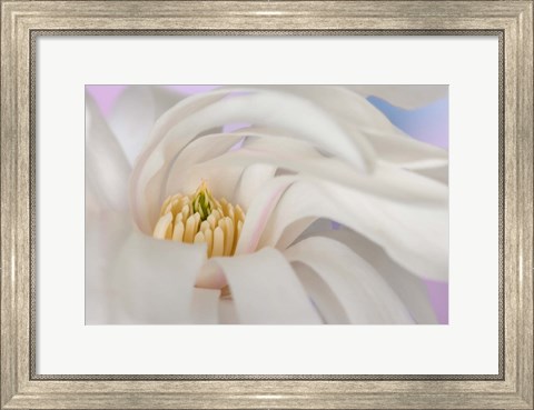 Framed Detail of star magnolia flower Print