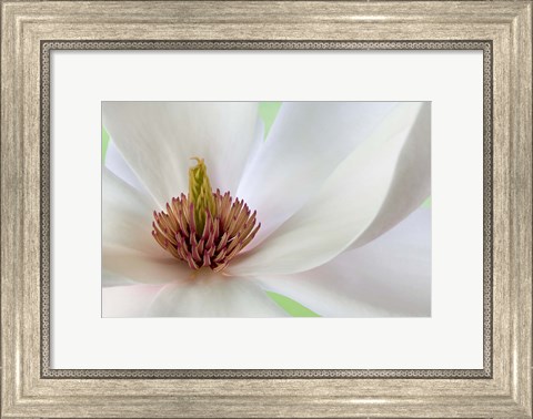 Framed Detail of Magnolia Flower Print