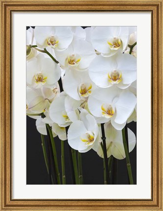 Framed White Orchid Blooms 1 Print