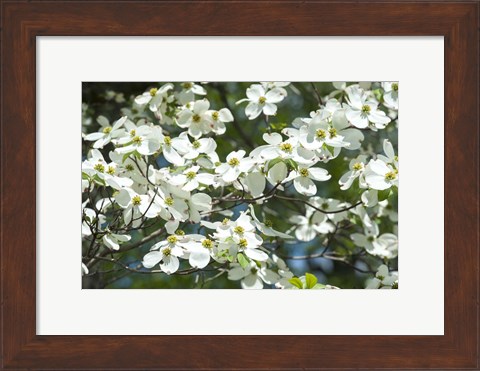 Framed Dogwood Tree, Arnold Arboretum, Boston Print