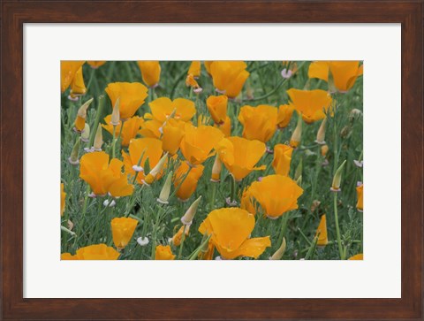 Framed California Poppy, Santa Barbara Botanical Garden, California Print