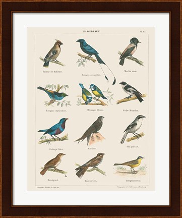 Framed Bird Chart II Print