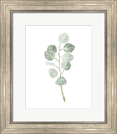 Framed Soft Eucalyptus Branch III Print