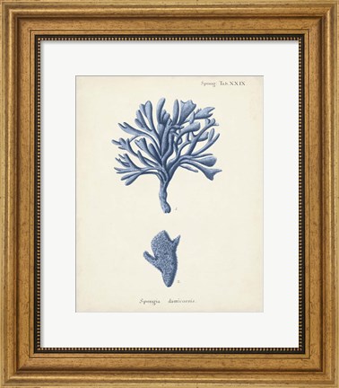 Framed Antique Coral in Navy IV Print