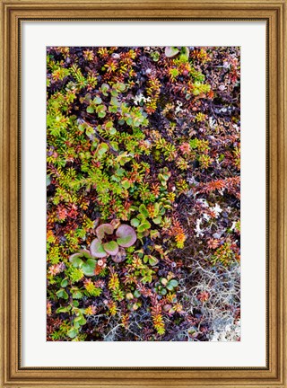 Framed Greenland Qeqertaq Dwarf Birch, Lichen, And Large Flowered Wintergreen Print