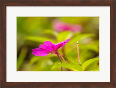 Framed Costa Rica, Monteverde Cloud Forest Reserve Pink Flower Close-Up Print