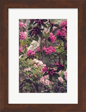 Framed Rhododendrons Print