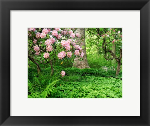 Framed Rhododendrons And Trees In A Park Setting Print