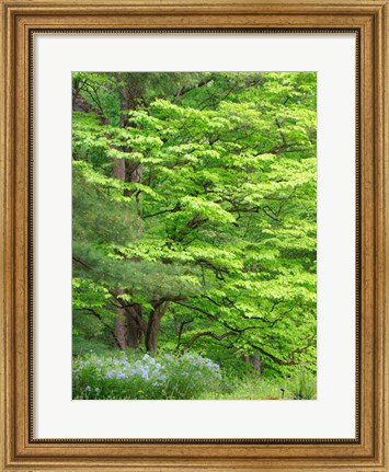 Framed Field Of Wildflowers And Native Trees Print