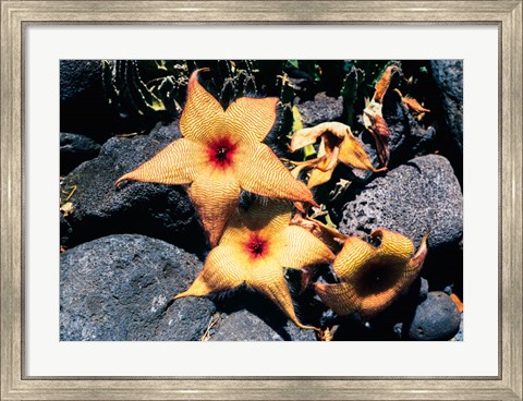 Framed Starfish Flowers, Hawaii Print