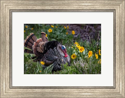 Framed Tom Turkey In Breeding Plumage In Great Basin National Park, Nevada Print