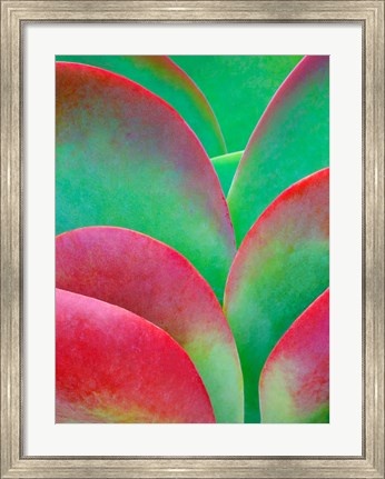 Framed Oregon, Kalanchoe Succulent Plant Close-Up Print