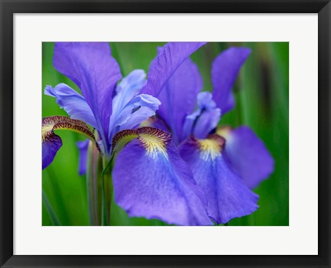 Framed Close-Up Of Purple Iris Flowers Blooming Outdoors Print