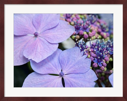 Framed Close-Up Of A Purple Lacecap Hydrangea Print