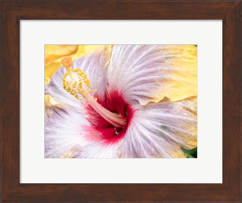 Framed Close-Up Of The Hibiscus Rosa-Sinensis &#39;Fifth Dimension&#39; Print