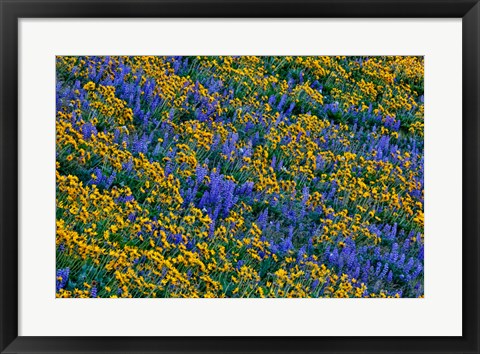 Framed Wildflowers Bloom On Hillside Print