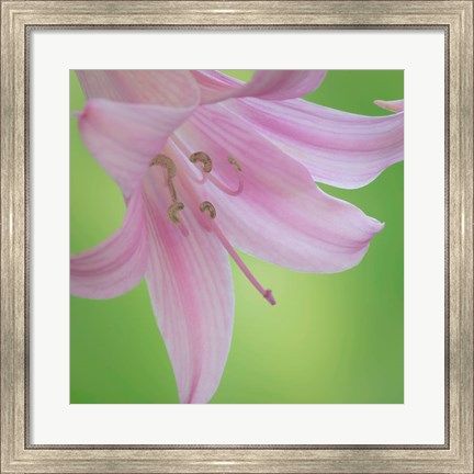 Framed Lily Blossoms Close-Up Print