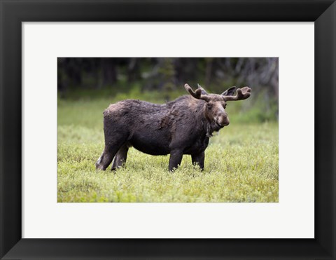 Framed Wyoming, Yellowstone National Park Bull Moose With Velvet Antlers Print