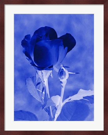 Framed Cobalt Rosebud Print