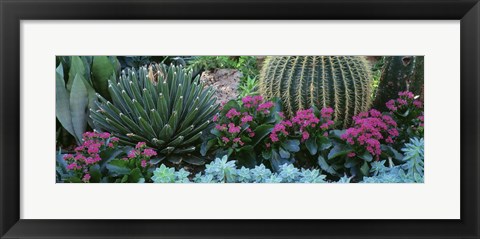Framed Plants Flowers Print