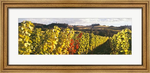 Framed View Of Zenith Vineyard, Amity, Oregon Print